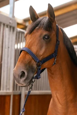 Harcour Hansy Licol et Longe