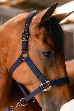 Harcour Hansy Licol et Longe