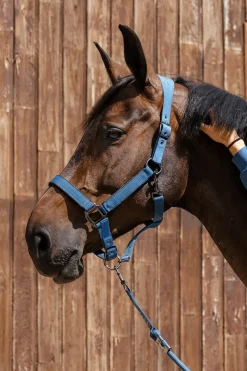 Harcour Hansy Licol et Longe