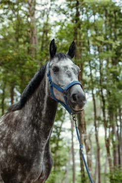 Harcour Hansy Licol et Longe